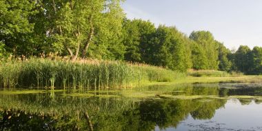 vijver in het Prinsenpark