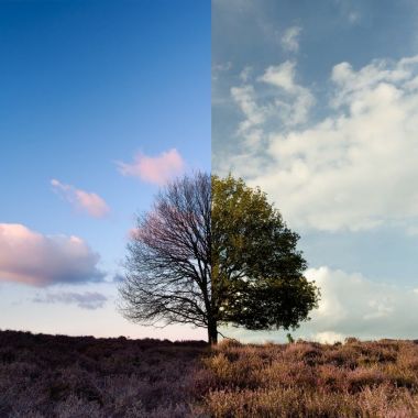 Bomen en bossen van de toekomst met Kris Verheyen