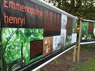 Lange, horizontale spandoeken op staande constructies in de borders van Arboretum Kalmthout, op de banners beeld en uitleg over de boom Emmenopterys henryi.