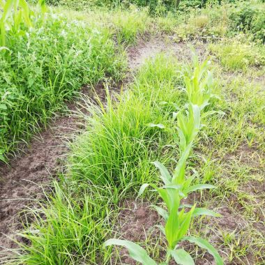 Automatische onkruidherkenning knolcyperus