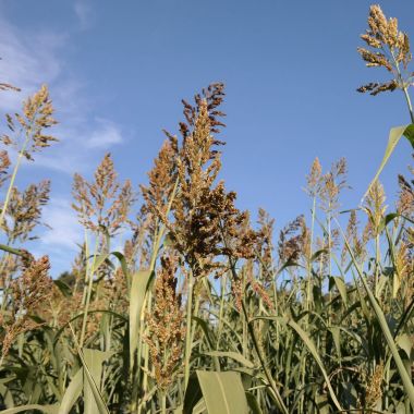 Farmers' Benefits