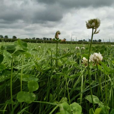 Gras@vies