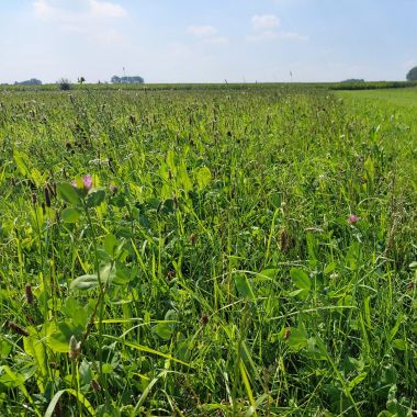Herbgrass