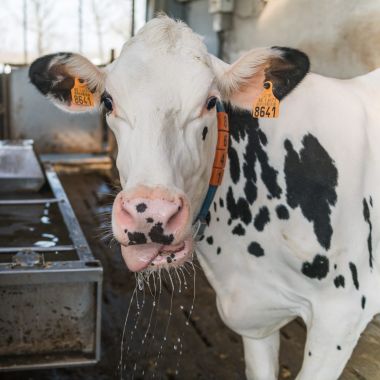 WAVE: Waterverbruik in de veehouderij