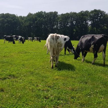 WeideWijs