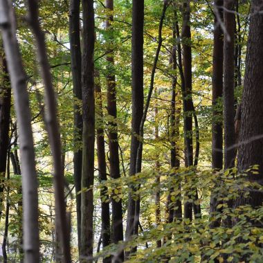 Bomen bos bosgroepen provincie antwerpen