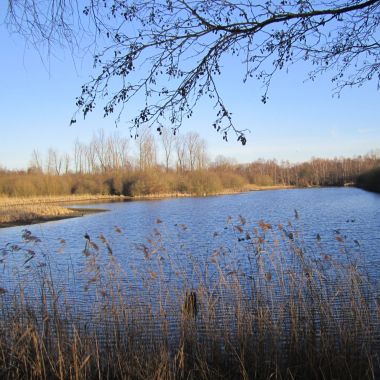 vijverzicht met overhangende tak