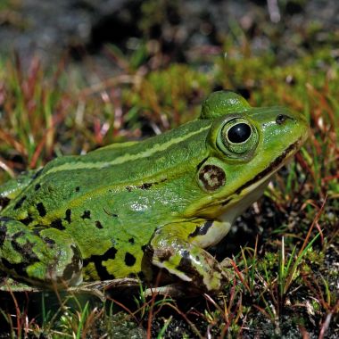 De poelkikker in het Prinsenpark