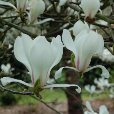 Magnolia's in de kijker