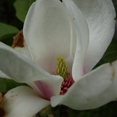 Digitale wandeling: Magnolia’s in het Rivierenhof