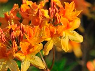 Rododendron met stervormige bloemen, bovenkant oranje, onderkant gele bloemblaadjes, in Arboretum Kalmthout.