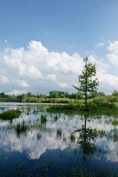 Bruine eikenpage