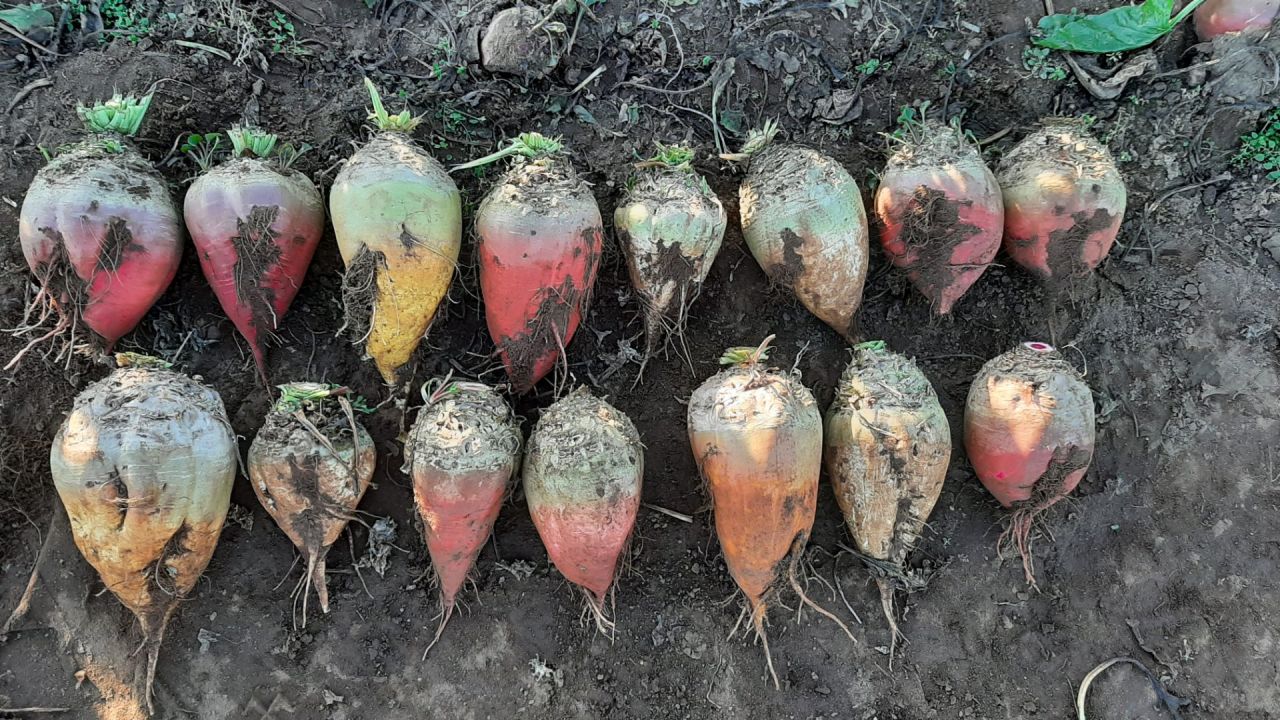 voederbieten op een rij