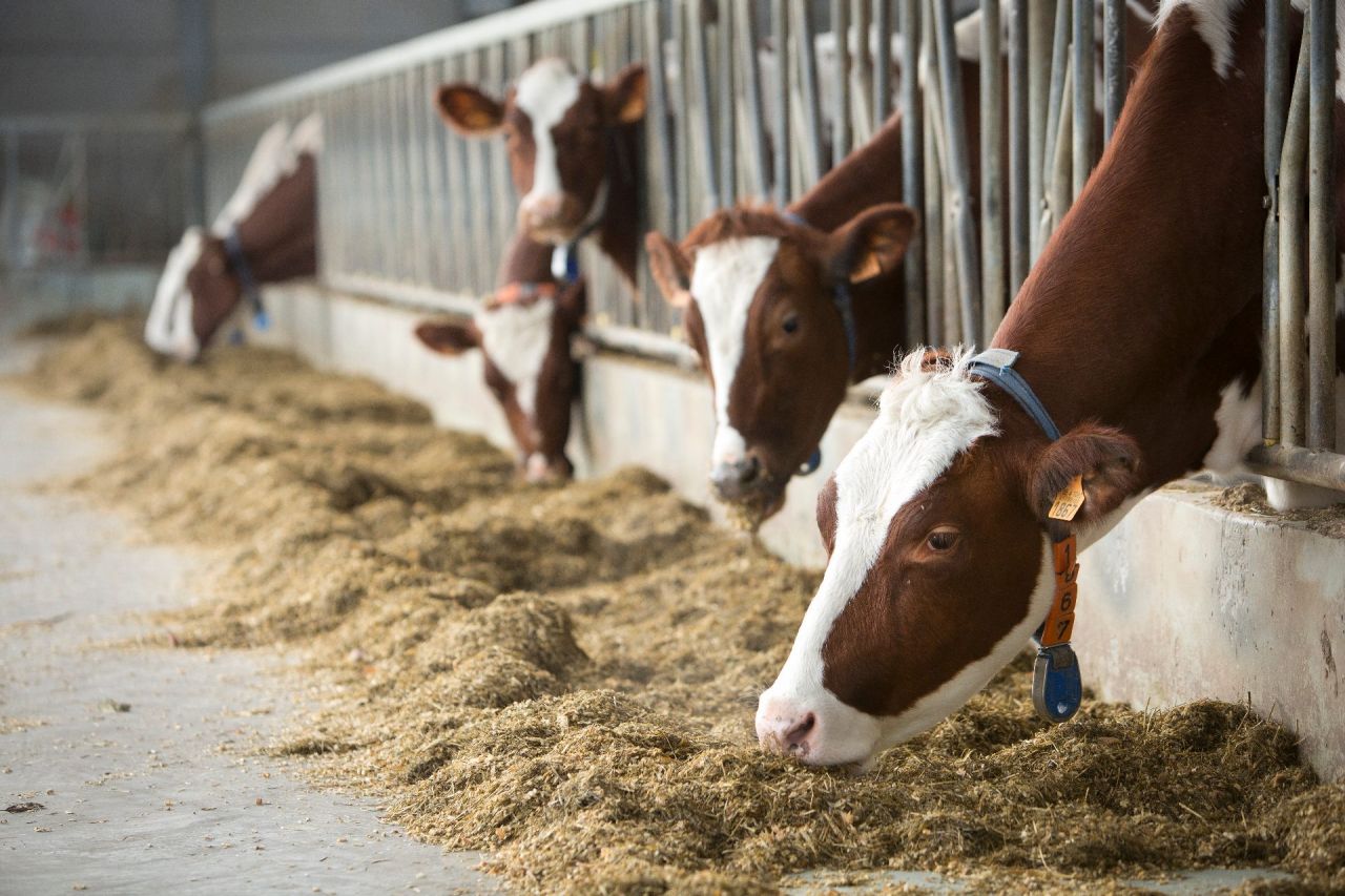 etende melkkoeien Hooibeekhoeve