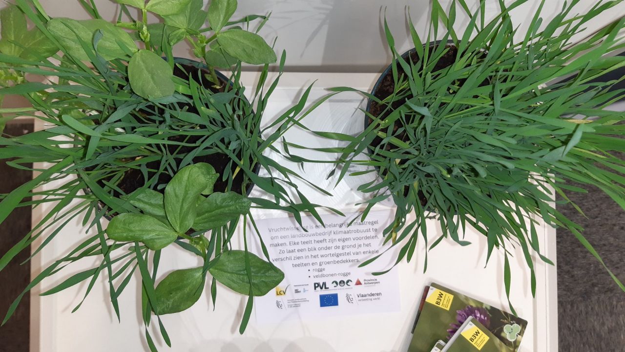 voedergewassen rogge-klaver en klaver