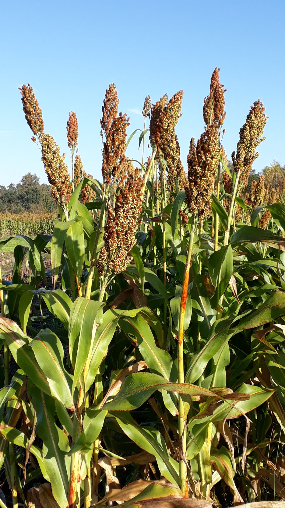 sorghum - klimaatrobuust gewas