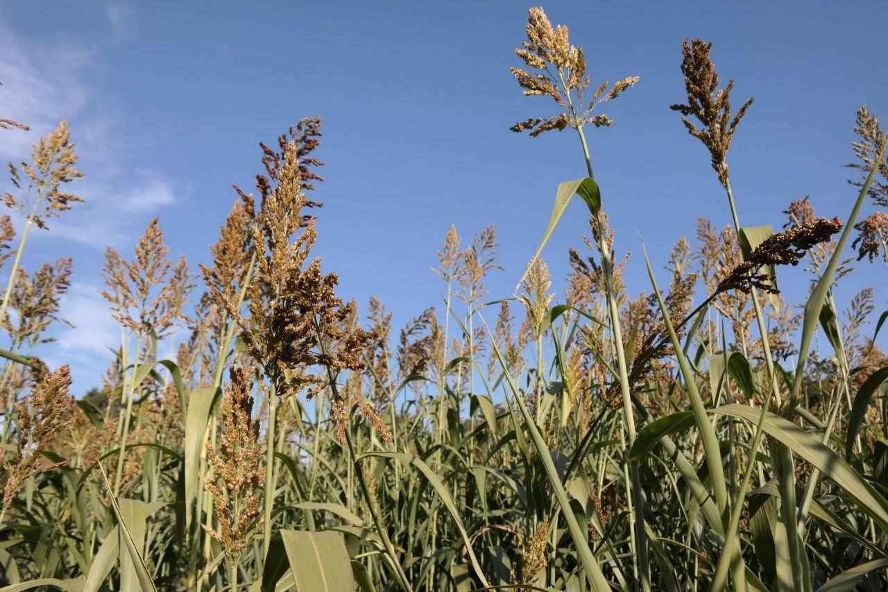 susu pluim sorghum