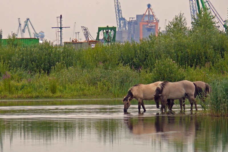 Konikpaarden Rietveld Kallo