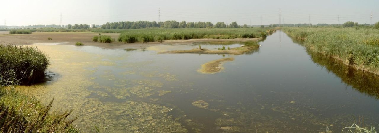 Foto van het natuurgebied Groot Rietveld