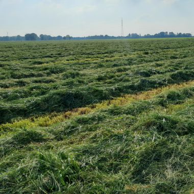 gras gemaaid perceel Poiel Geel