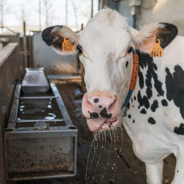 Illustratie Waterverbruik Veehouderij - WAVE