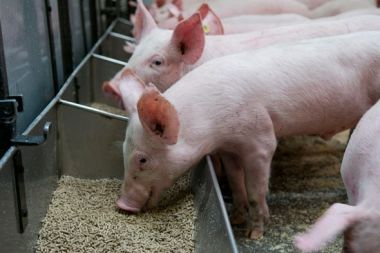 de natuurtoets kan relevant zijn voor een varkenshouderij