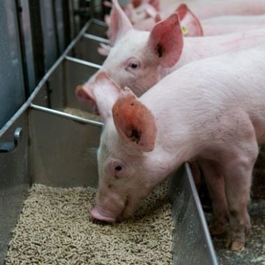 de natuurtoets kan relevant zijn voor een varkenshouderij