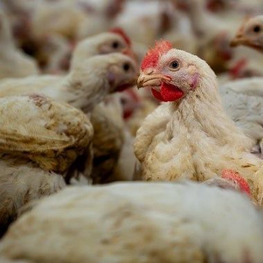 beeld pluimveehouderij Interreg RAMBO