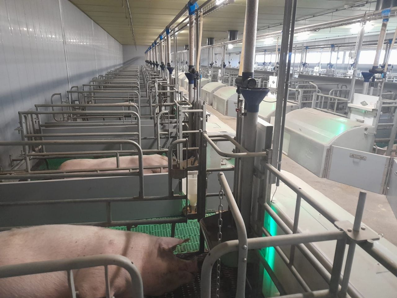 Veng-systeem Interreg RAMBO varkenshouderij