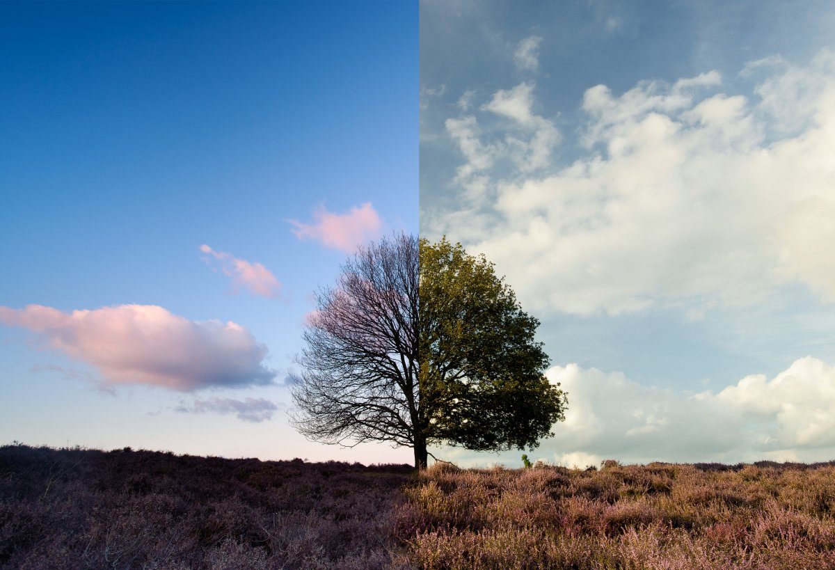 Bomen en bossen van de toekomst met Kris Verheyen