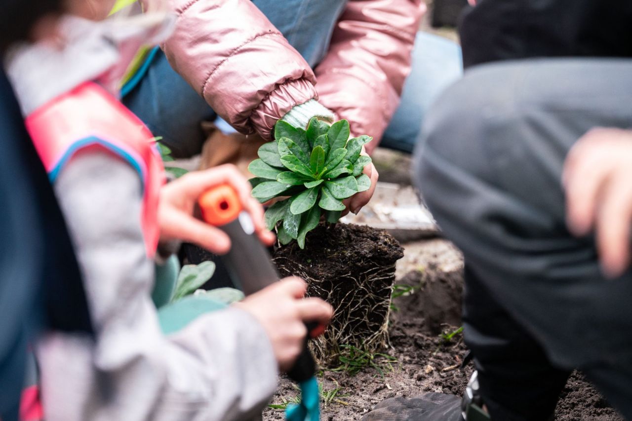 aanplant_vasteplanten_1stelj_GIBO