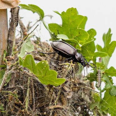 grote_poppenrover_op_eikenprocessierupusennest