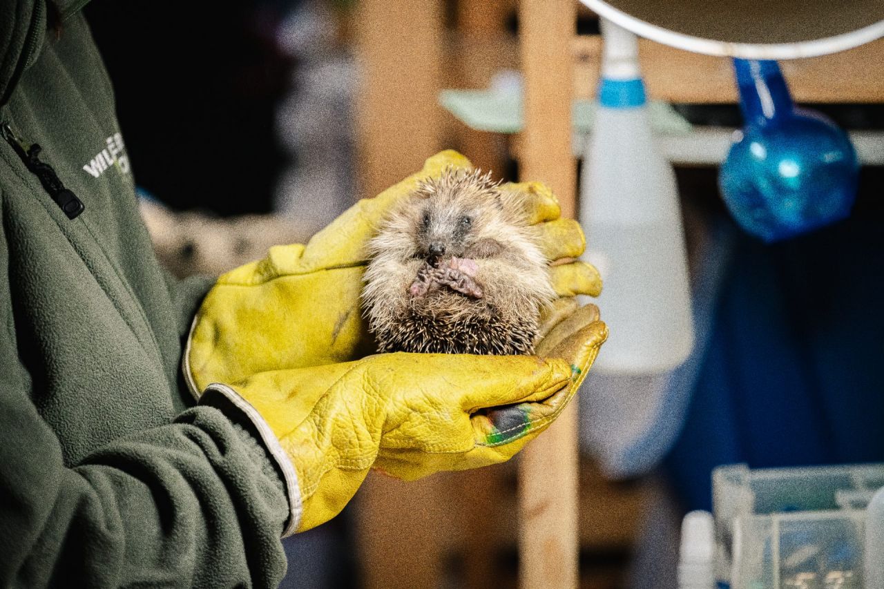 Wilde dieren in nood