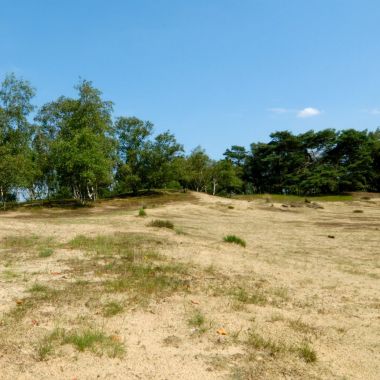 Stuifduin in Grenspark De Zoom - Kalmthoutse Heide