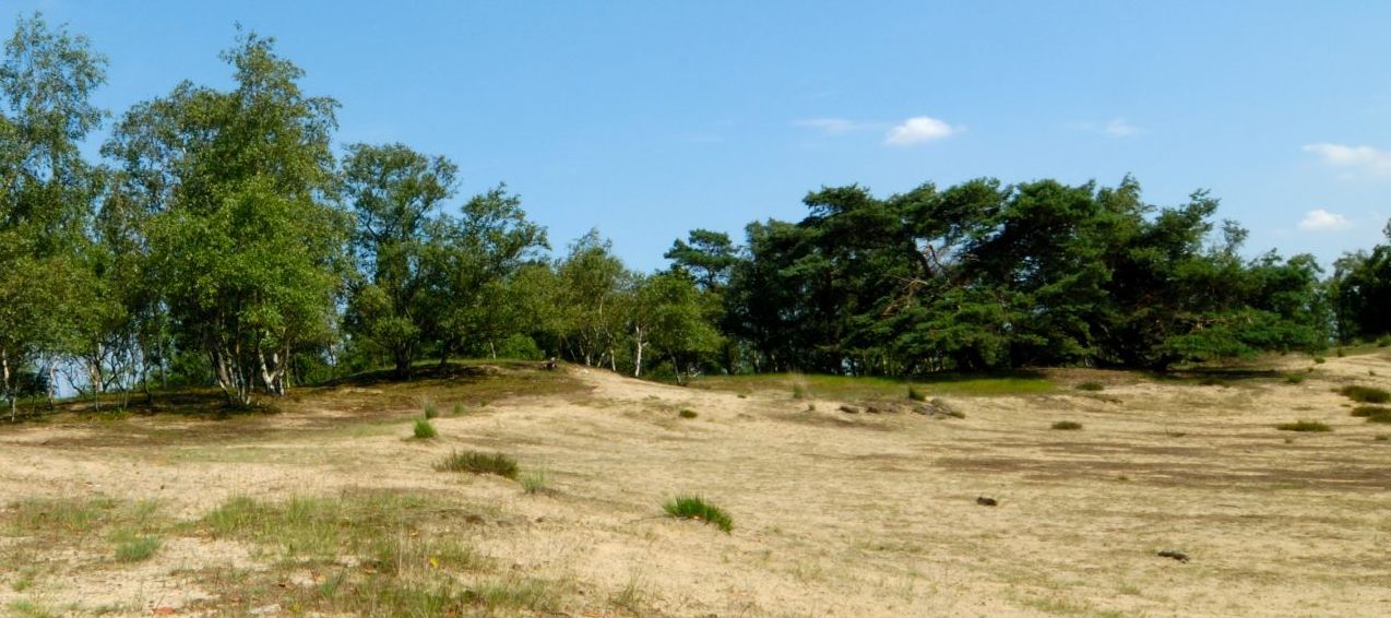 Stuifduin in Grenspark De Zoom - Kalmthoutse Heide