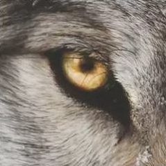 WOLF filmposter 2023 wolvenogen