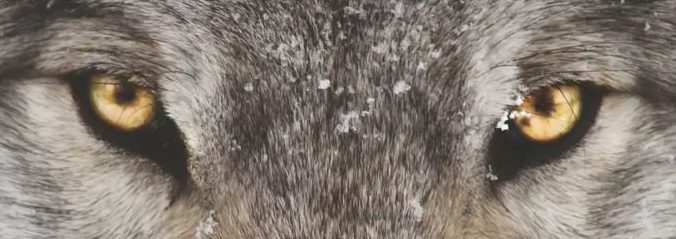 WOLF filmposter 2023 wolvenogen