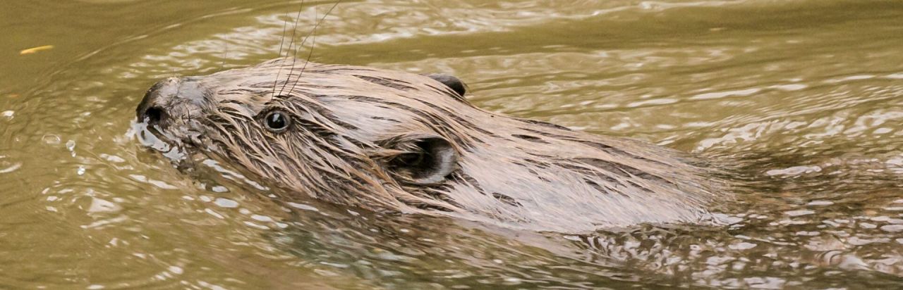 Bever