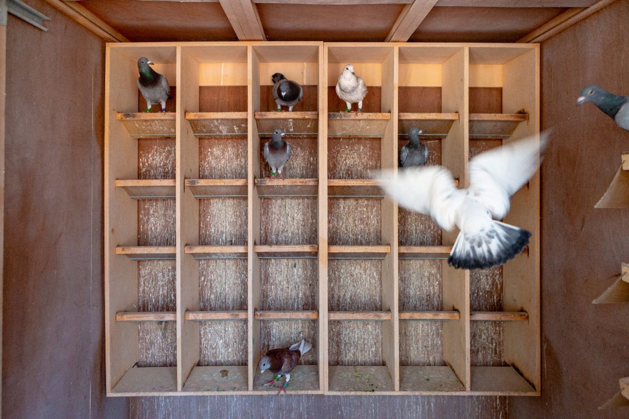 Duiven van de duiventil