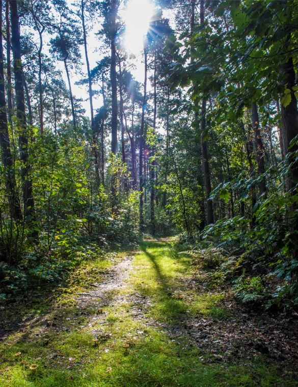 Een pad loopt door een dennenbos in Kasterlee.