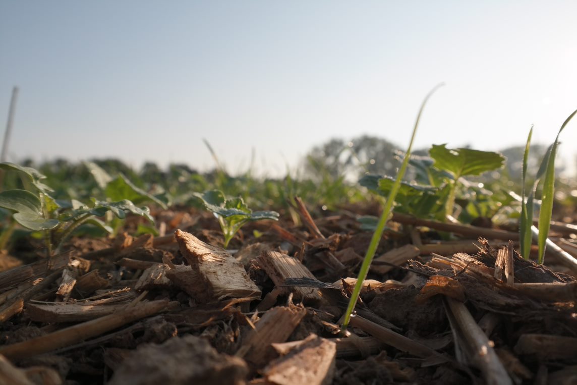 Close-up van uitgestrooide houtsnippers tussen jonge plantjes op een veld.