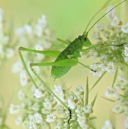 Groene sprinkhaan zit op witte bloemschermpjes.
