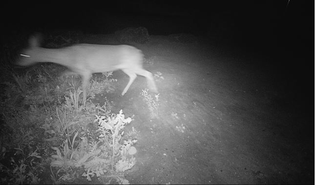 zwart-wit beeld met infraroodcamera. Een klein hertachtig wezen licht op tussen planten.