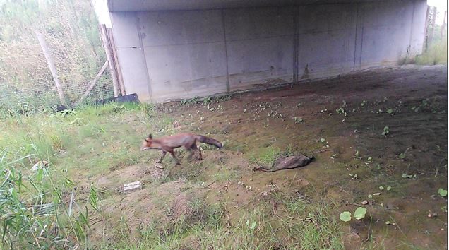 Een vos loopt onder een betonnen brugpijler. De grond is deels bedekt met wilde planten. Parallel met de brugpijler staat een afsluiting; de vos loopt in het gebied afgesloten voor mensen.
