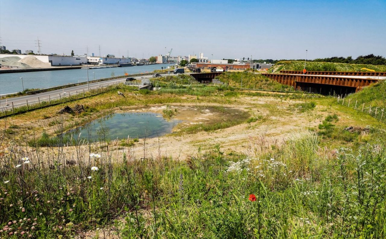 Een grote waterplas is omzoomd door wilde planten. Links ligt het Albertkanaal. Rondom de waterplas draait de oprit naar de Hoogmolenbrug.