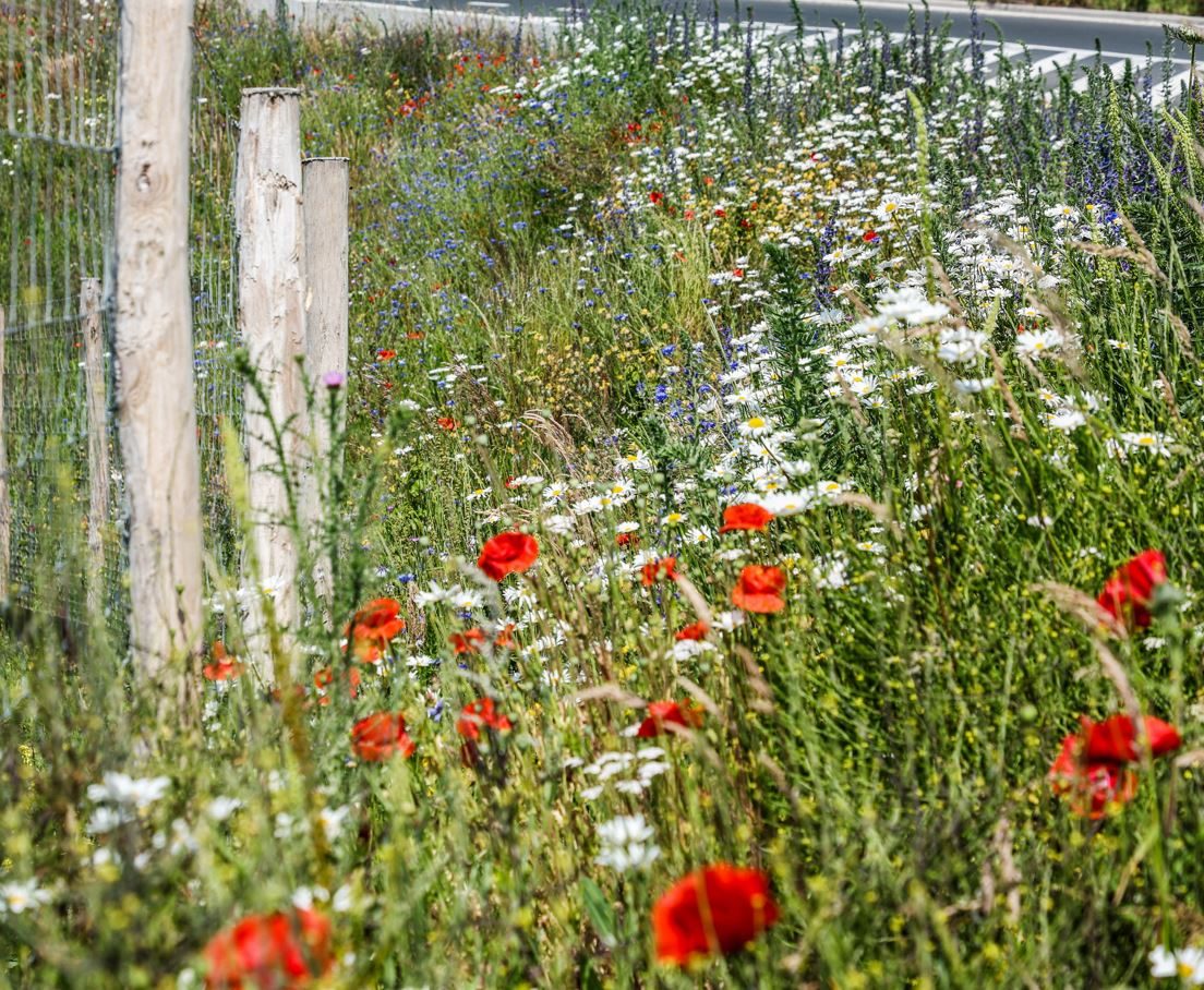 Een berm bezaaid met klaprozen, margrieten en andere bloemen.