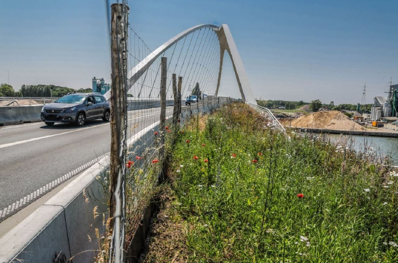 Twee auto's rijden over een moderne brug. Naast de rijstrook ligt een 'ecostrook' vol wilde bloemen. Onder de brug loopt het Albertkanaal door. 