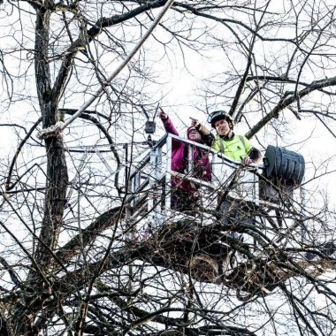 Twee mensen zitten in een hoogtewerker in de kruin van een boom en wijzen naar een gespannen, dik touw dat vanaf een stevige boomtak vertrekt. 