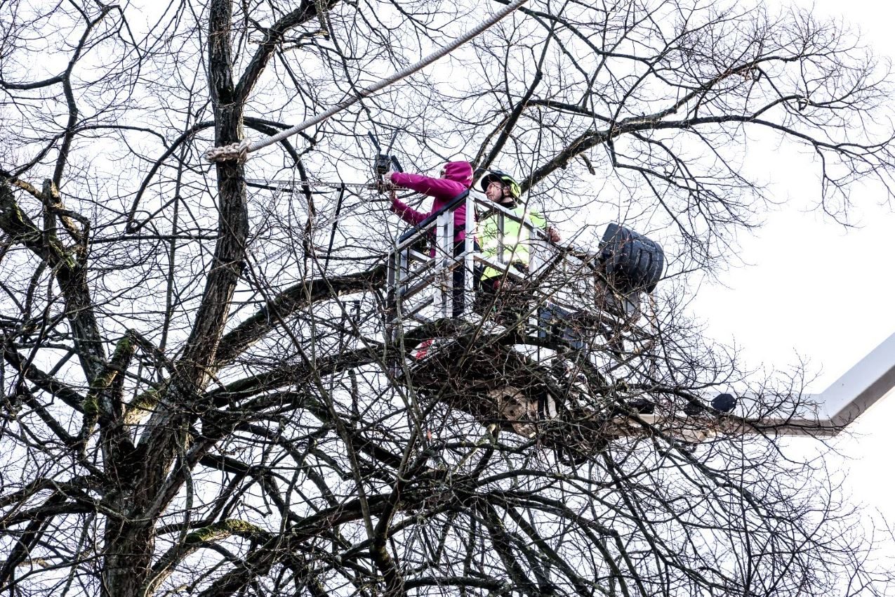 Twee mensen zitten in de 'laadbak' van een hoogtewerker en zijn hoog in de boomkruin aan het werk met materiaal. Vanaf een stevige boomtak vertrekt een gespannen, dik touw.