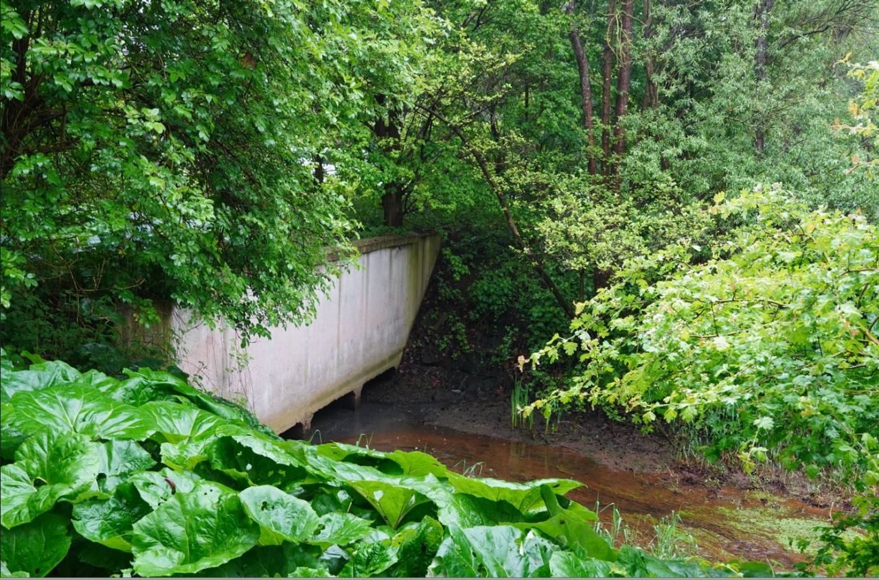 De oude betonnen Schijnkoker is net zichtbaar tussen de groene begroeiing.